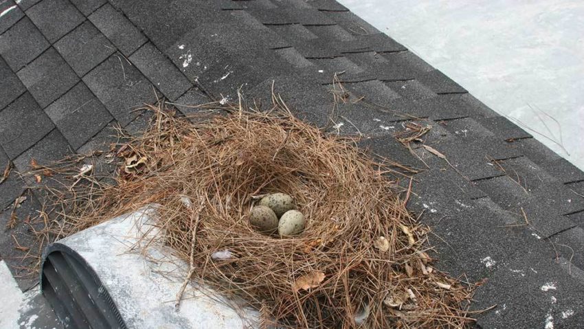 Nest