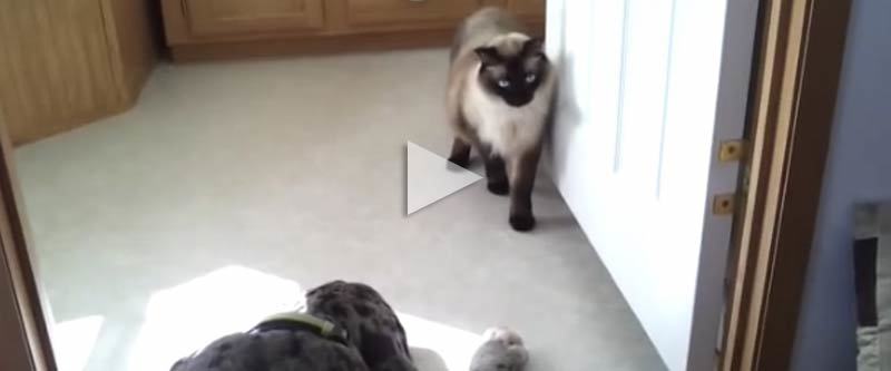 Cat Sneaking Sm Video